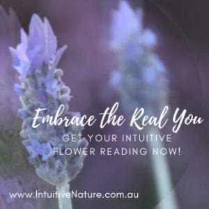 Purple Lavender for Intuitive Flower Readings