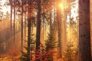 forest heat by sunbeam Intuitive Trees